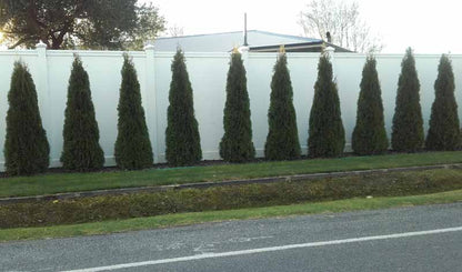 Thuja Smaragd