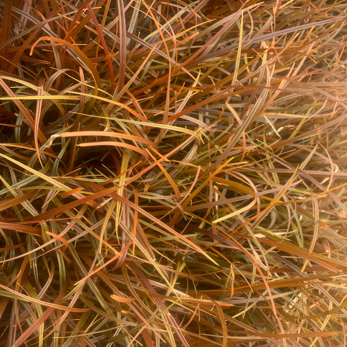 Uncinia unciniata "red form"