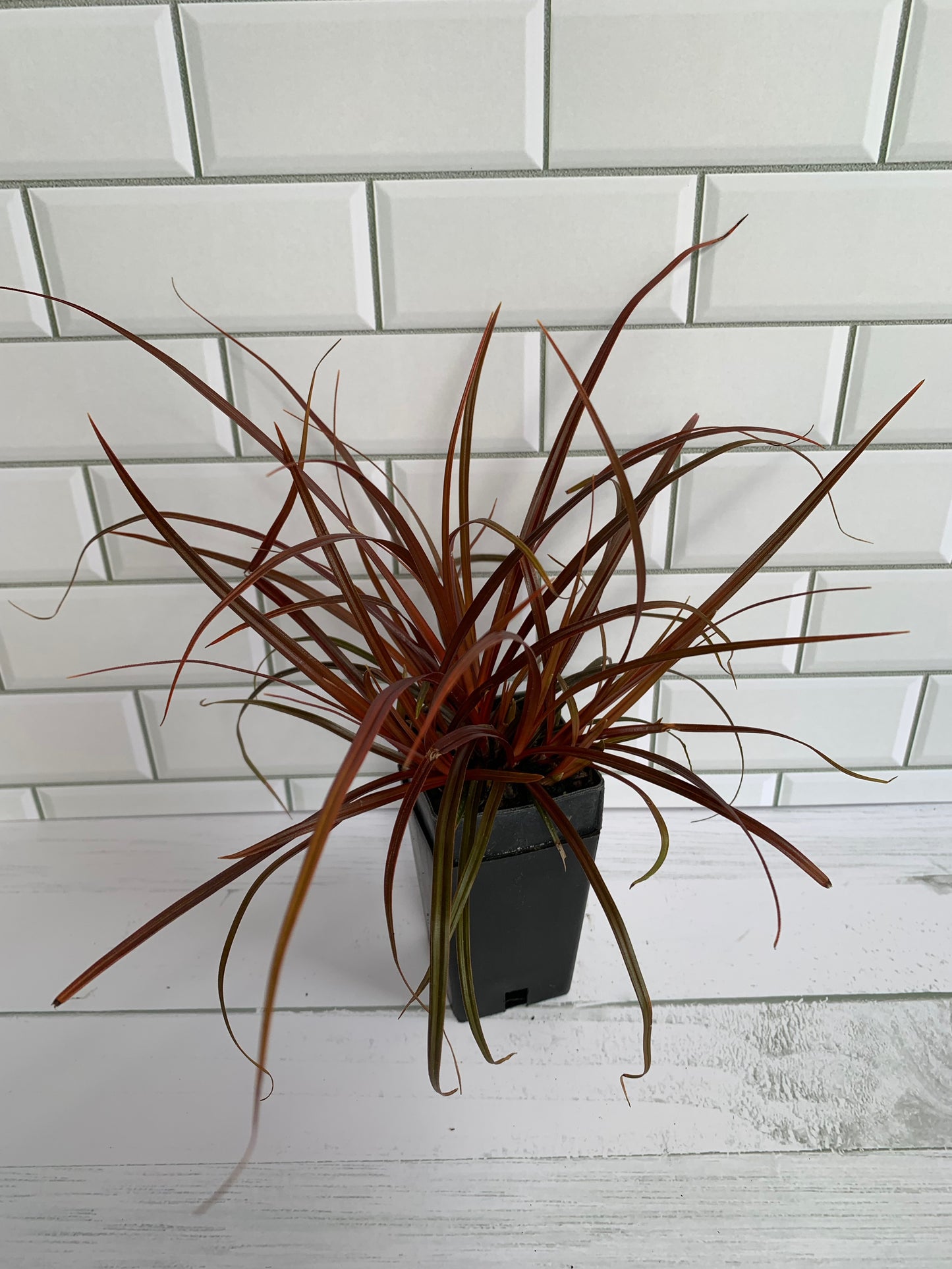 Uncinia unciniata "red form"