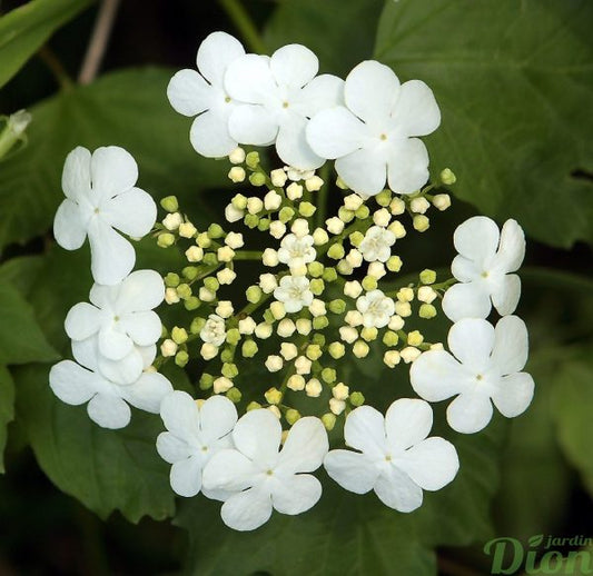 Viburnum Opulus Compactum