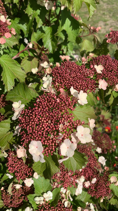 Viburnum Onodaga