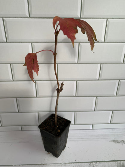 Viburnum Onodaga