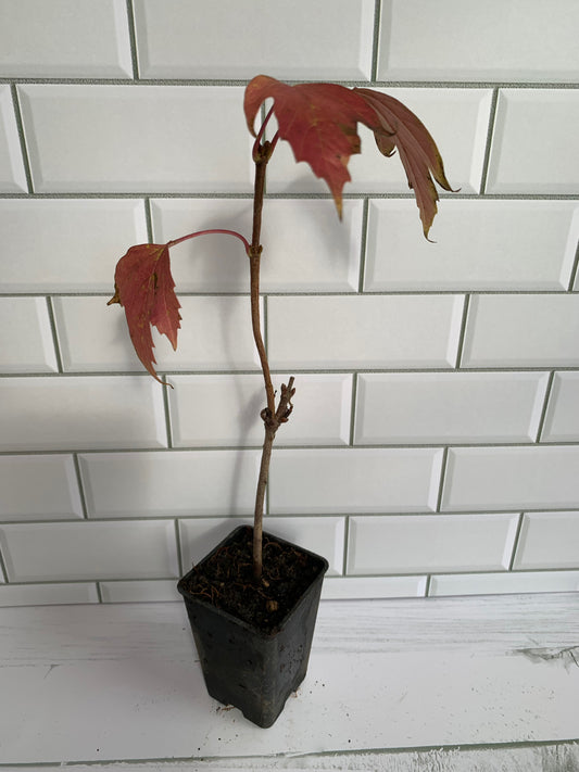 Viburnum Onodaga