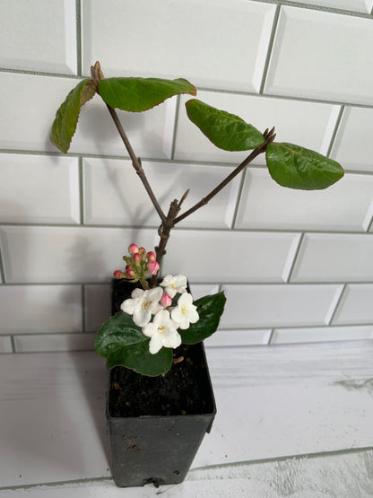 Viburnum burkwoodii Anne Russell