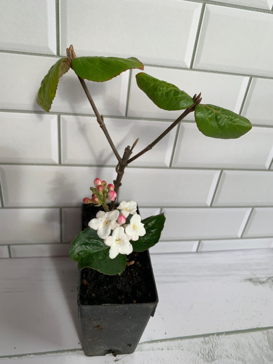 Viburnum burkwoodii Anne Russell