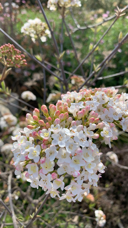 Viburnum x burkwoodii