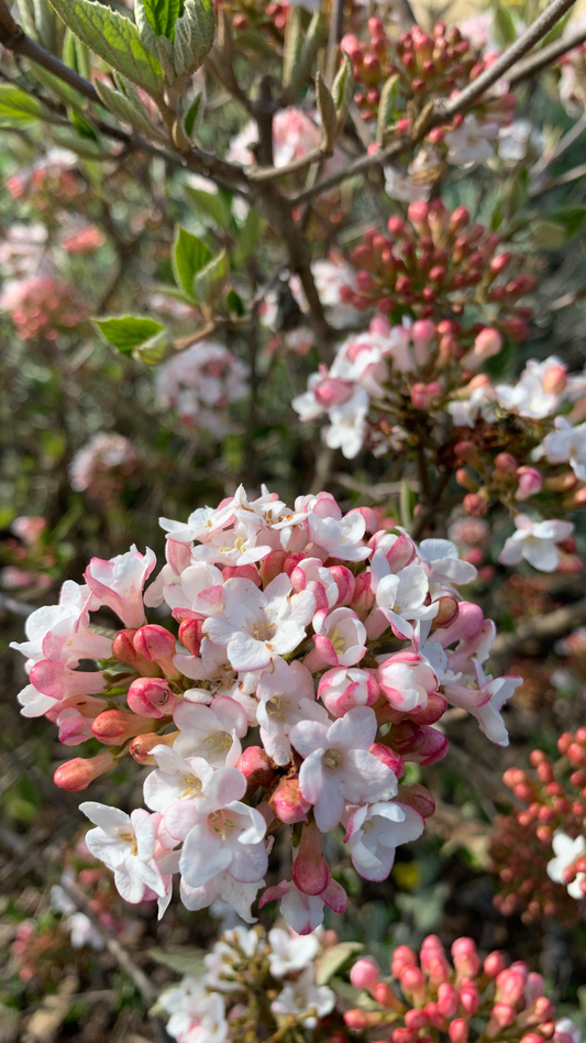 Viburnum burkwoodii Anne Russell