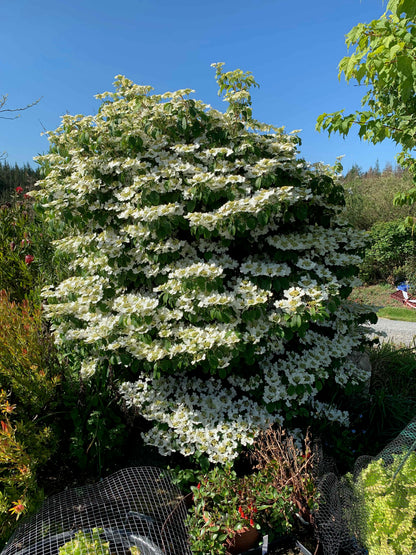Viburnum plicatum Mariesii