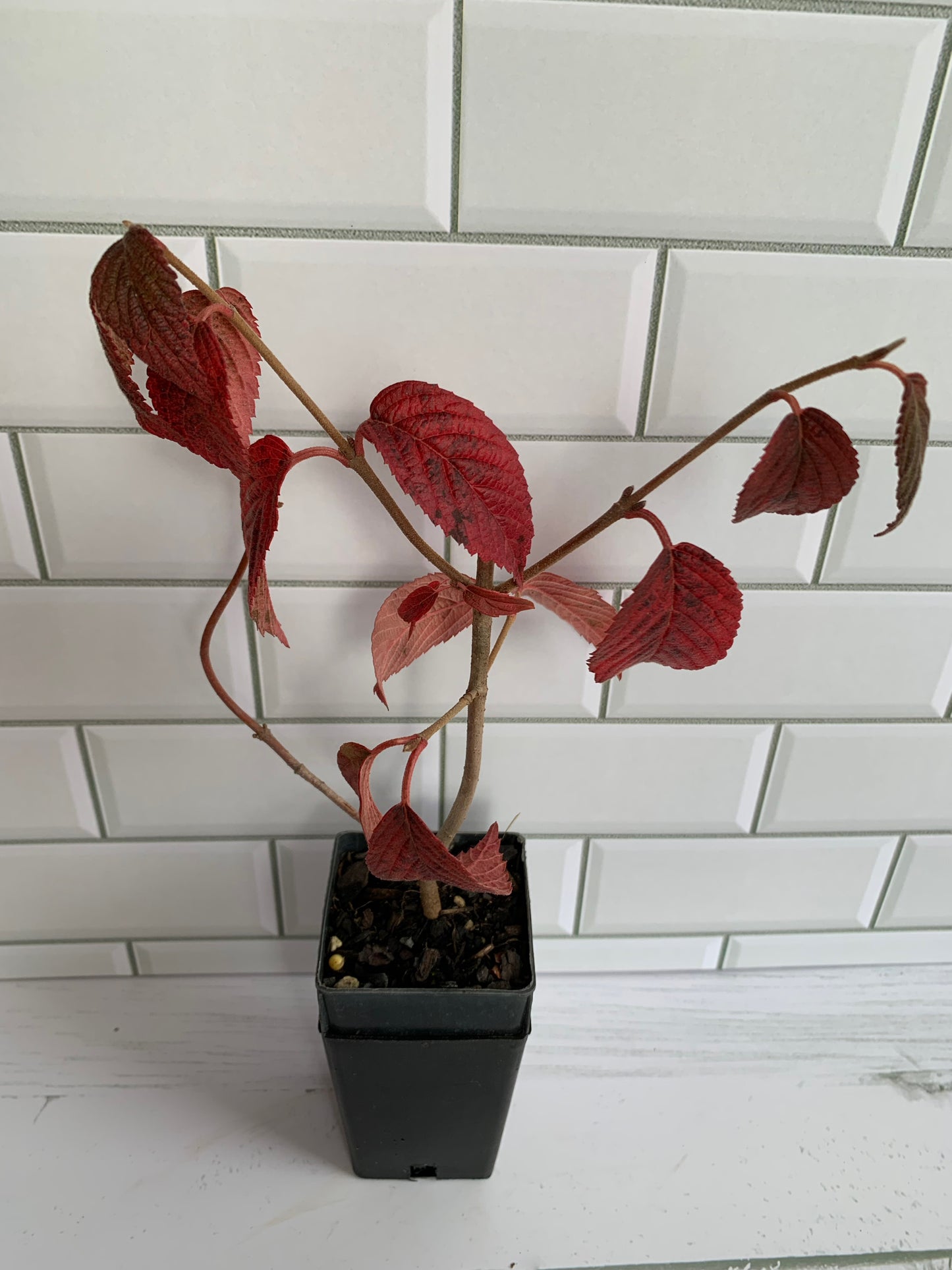 Viburnum plicatum Mariesii