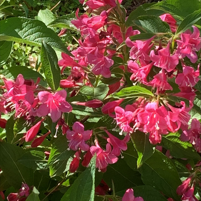 Weigela 'Moutere Pink'