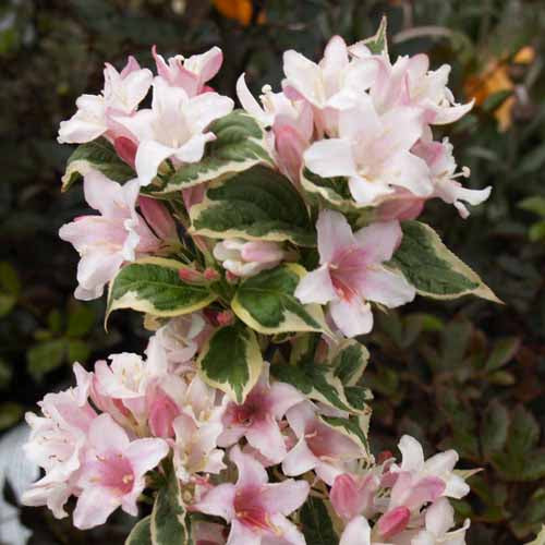 Weigela florida Appleblossom