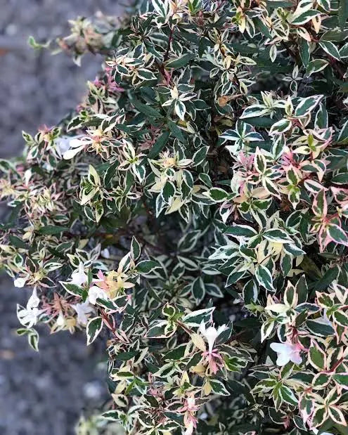 Abelia grandiflora Snow Showers
