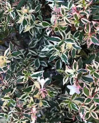 Abelia grandiflora Snow Showers