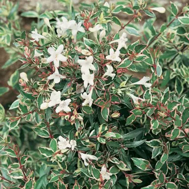 Abelia grandiflora Snow Showers