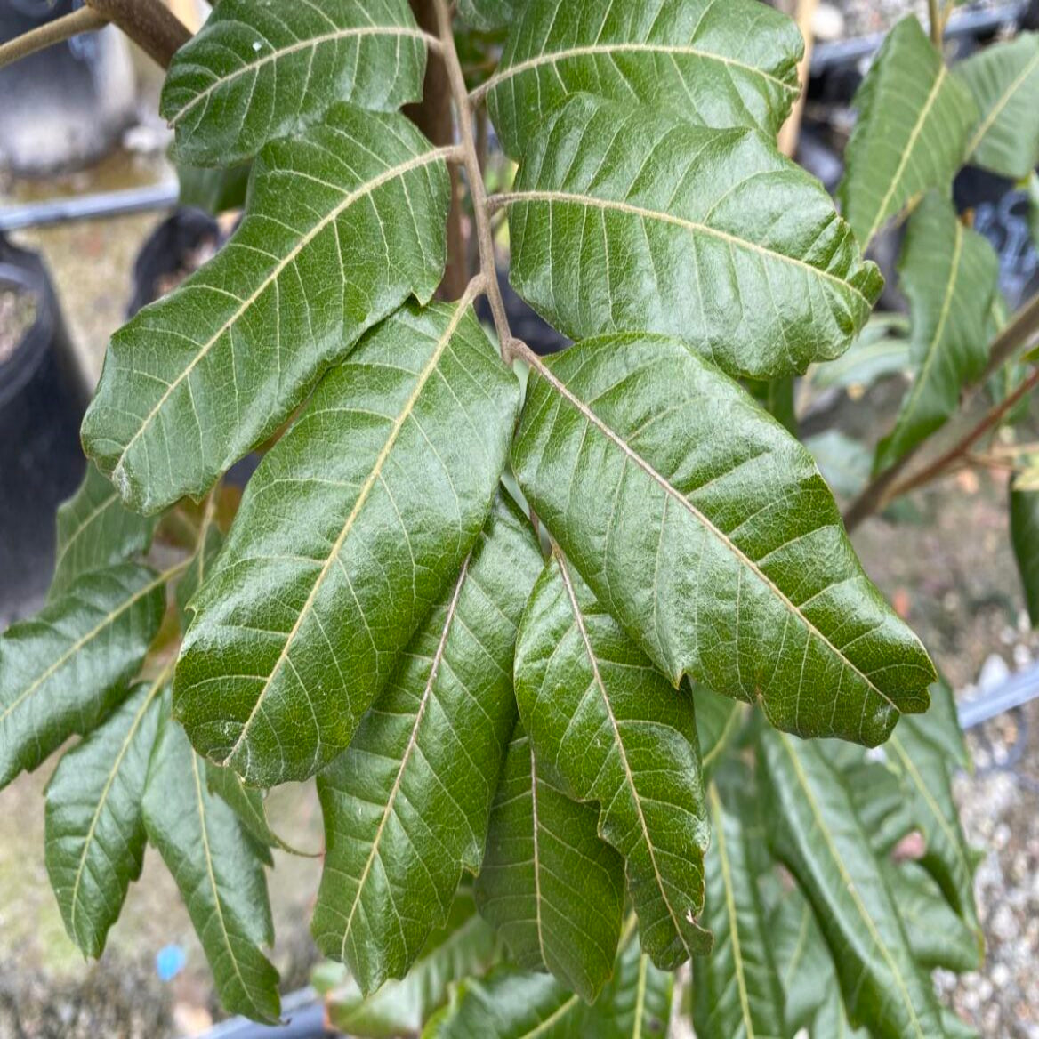 Alectryon excelsum