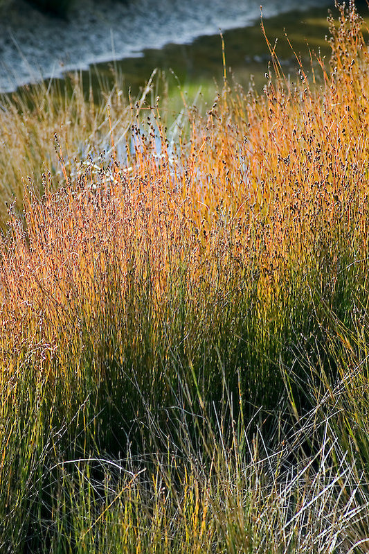 Apodasmia similis
