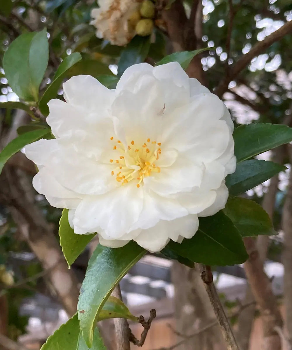 Camellia Mine no Yuki