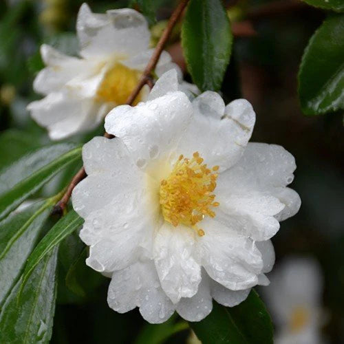 Camellia Setsugekka