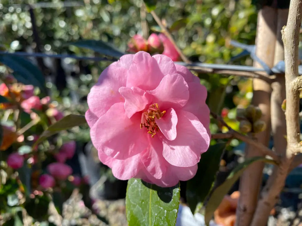 Camellia Spring Festival