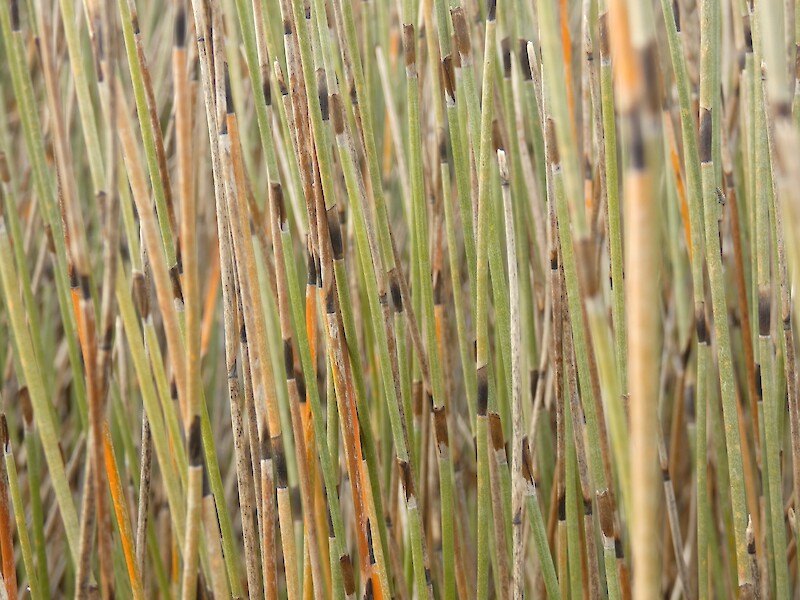 Apodasmia similis